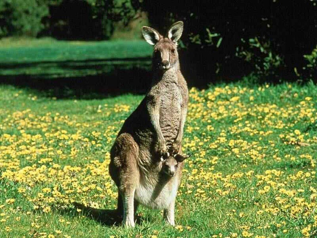 fond d'ecran gratuit kangourou