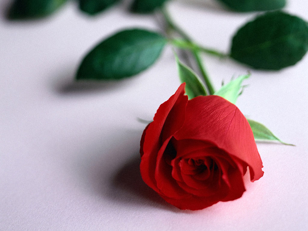 Image rose rouge - fleurs fleur fleuri fleurir nature