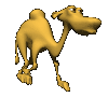 Châmeau - chameaux chameau dromadaires dromadaire