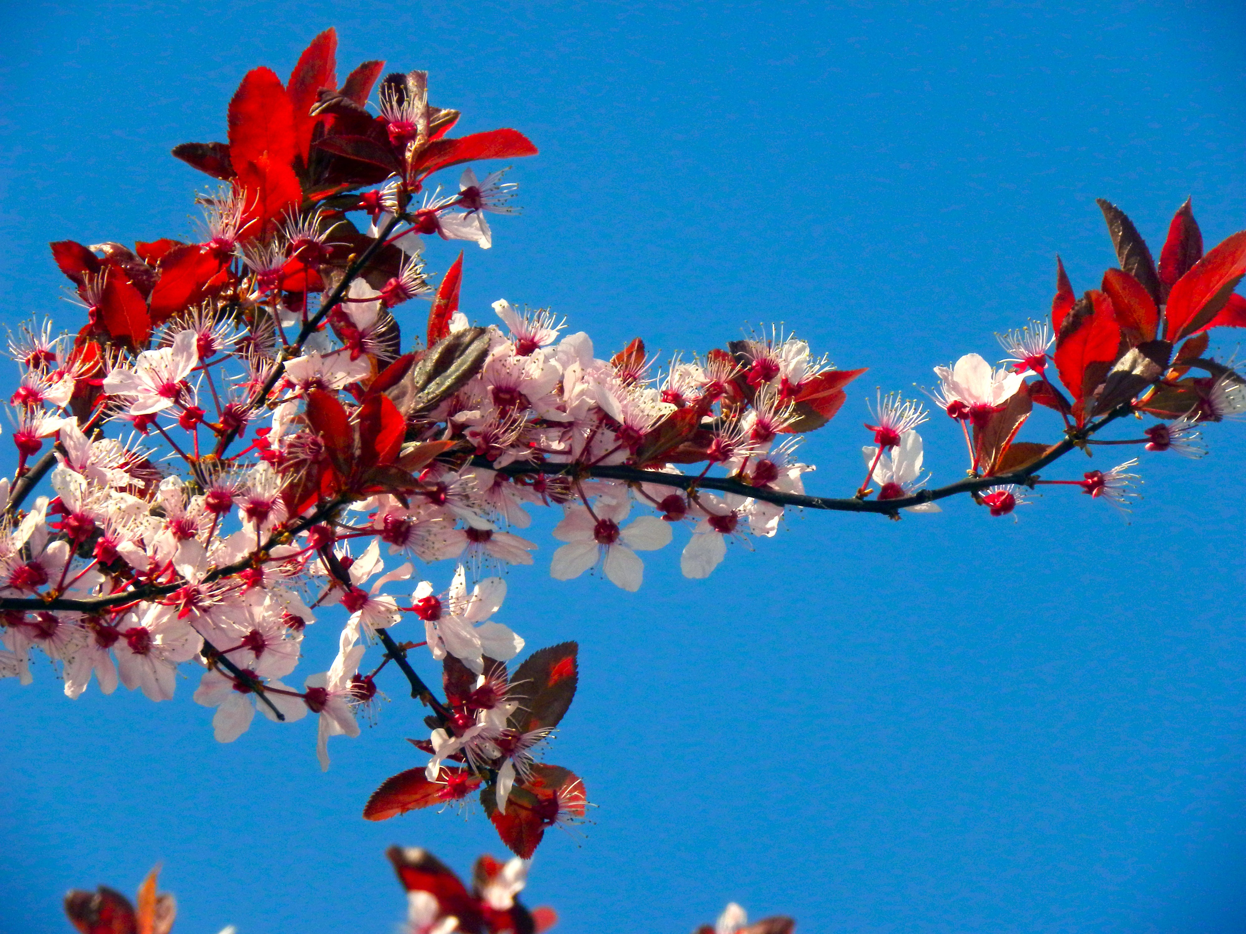 Télécharger fonds d'écran cerisier du japon gratuitement