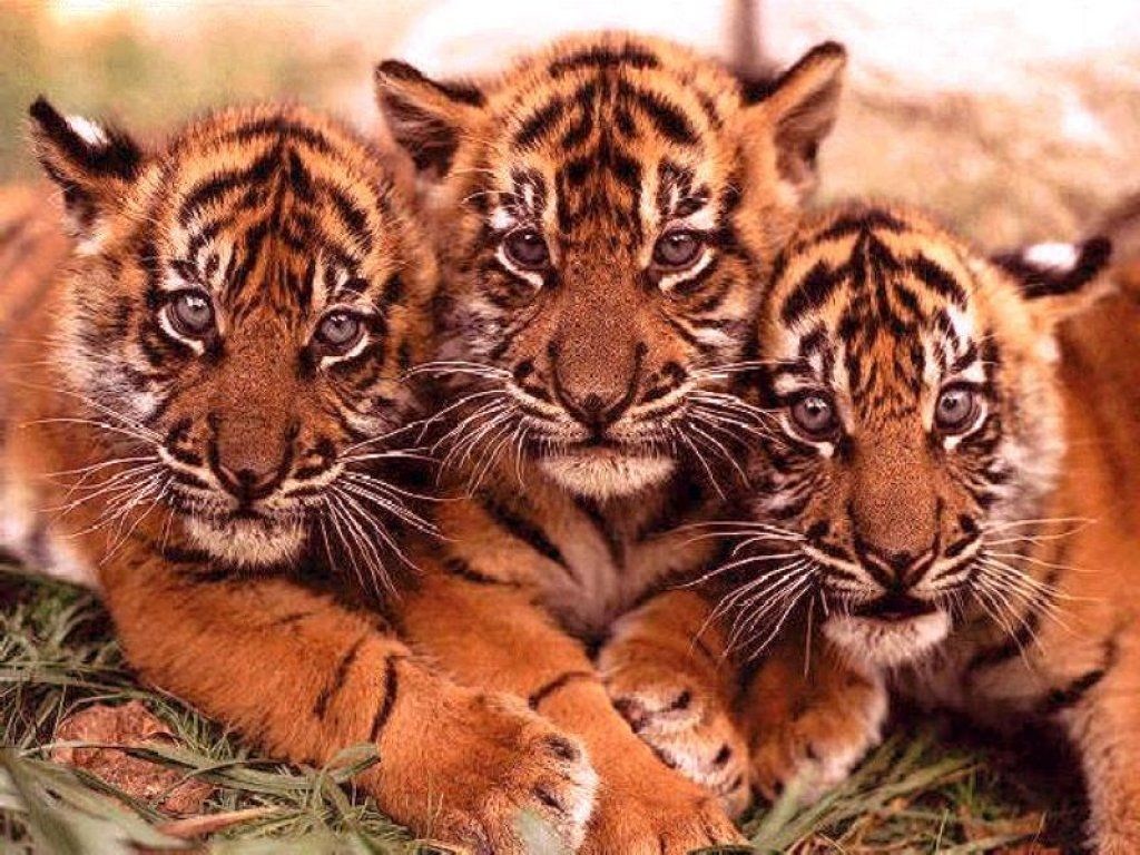 Télécharger Fonds Décran Tigres Gratuitement