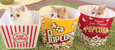 Pop Corn Kittens