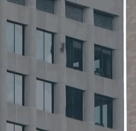 mprraccoon escalade un immeuble