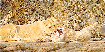 Lion qui mange