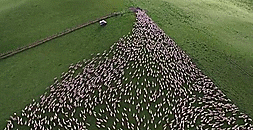 Vue aérienne d'un troupeau de moutons