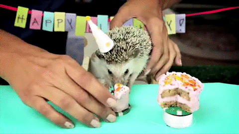 Un hérisson fête son anniversaire
