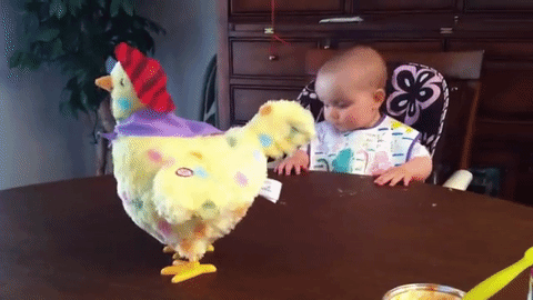 Bébé surpris par une poule qui pond
