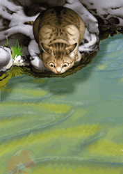 Chat