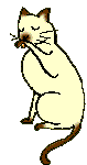 Chat