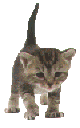 Chat