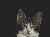 Chat