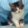 Chat
