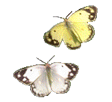 Papillon