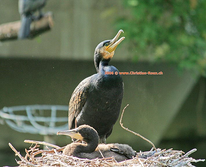 Basel Zoo Cormoran et Son Petit (44579)
