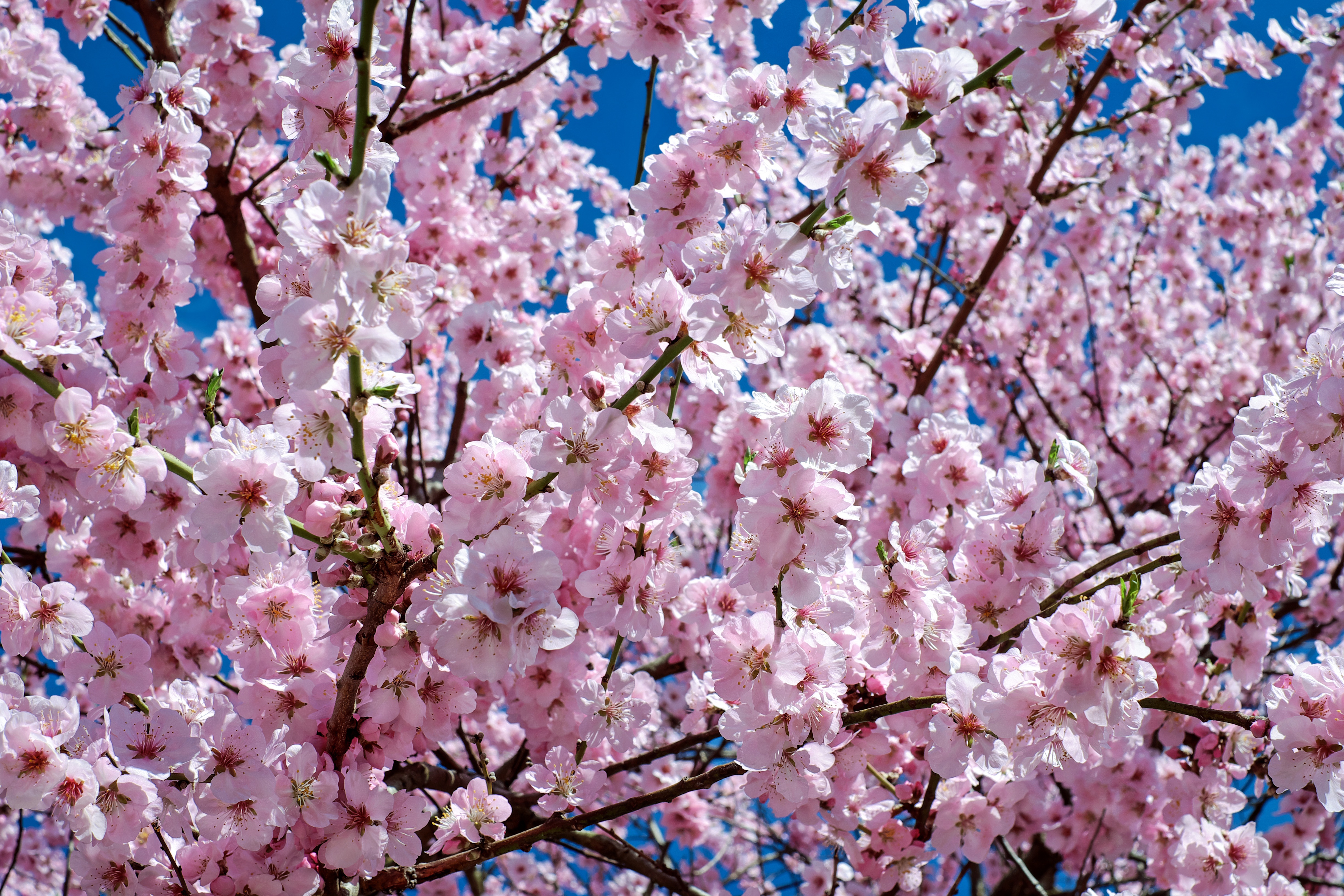 T l charger photos cerisier  japonais  en fleur  gratuitement